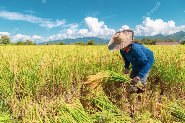 farmers-are-harvesting-rice | net-railing